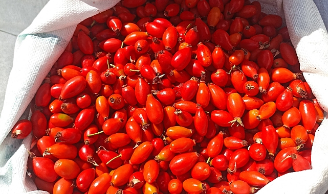 Dağda taşta bedava, çarşıda ise hayli pahalı!