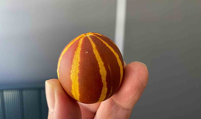 Elazığ'da kavunun küçüklüğü şaşırttı