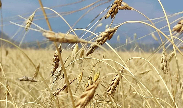 Genetiği bozulmamış 13 bin yıllık kavılca buğdayında hasat dönemi