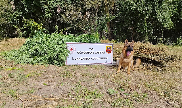 Gümüşhane'de uyuşturucu operasyonu