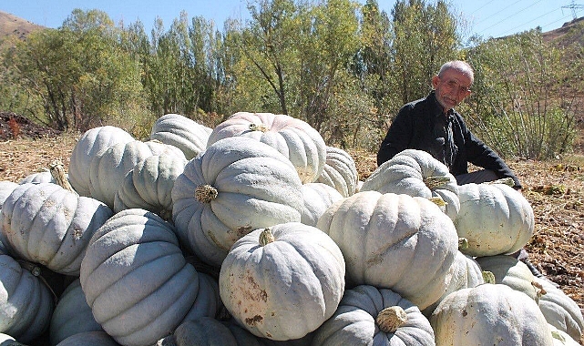 Organik bal kabağı hasadı başladı