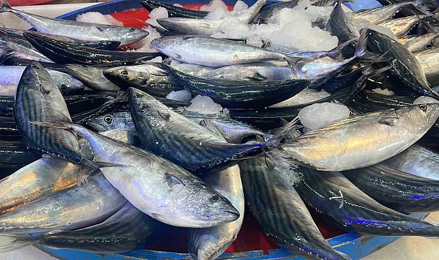 Palamutun tezgahlardaki krallığı sürüyor