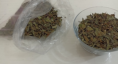 Reyhan Otu da aldı başını gidiyor!