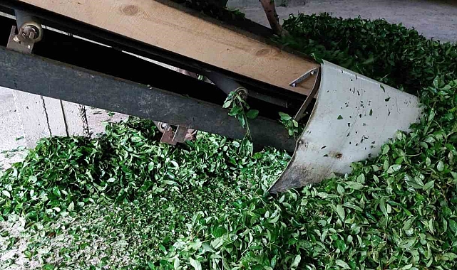 Rize'de üreticilerin ÇAYKUR'a 'Organik' çay tepkisi