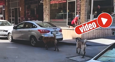 'Sokak köpekleri çocuğa saldırdı' haberi asılsız çıktı