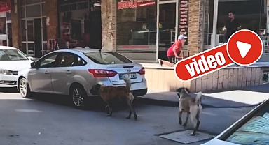 'Sokak köpekleri çocuğa saldırdı' haberi asılsız çıktı