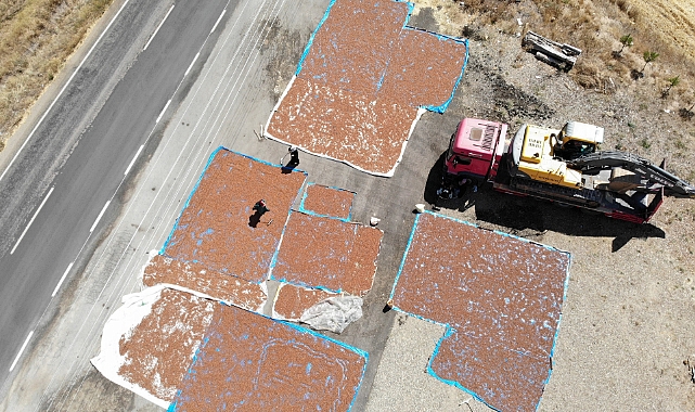 Trabzon'da toplanıp, Bayburt'ta kurutuluyor...