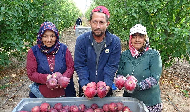 Türkiye'nin elma bahçesi Isparta'da hasat başladı