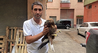 Yaralı kartal tedavi altına alındı!