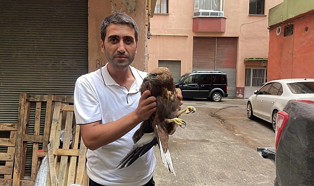 Yaralı kartal tedavi altına alındı!