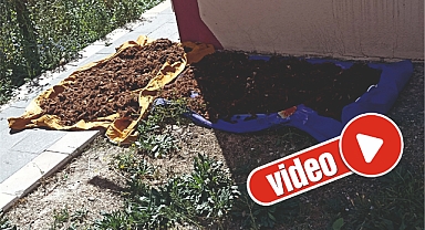 Yünler yıkandı, kurutuldu, şimdi sıra çırpılmasında...