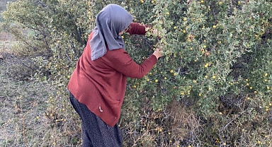 Dağlarda alıç bereketi