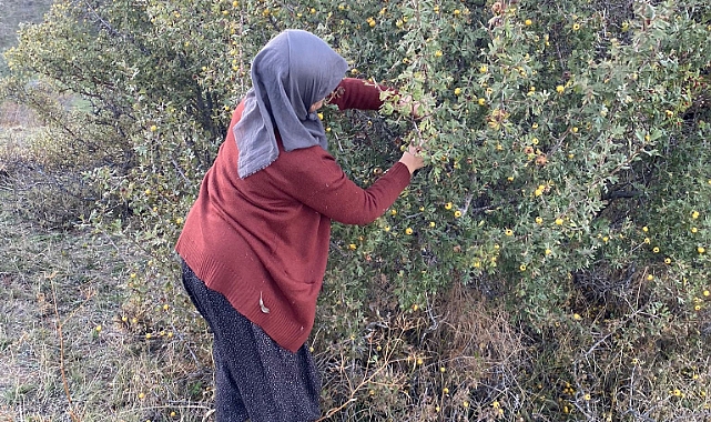 Dağlarda alıç bereketi