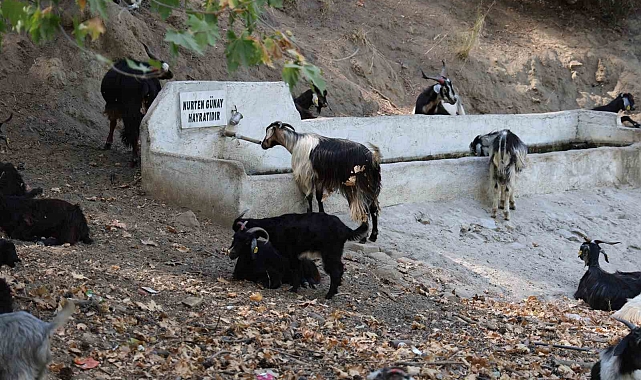 Dağlardaki kurtlar, keçi çobanlarının en büyük kabusu oldu