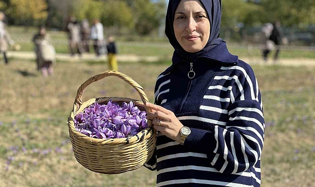 'Dünyanın en pahalı baharatı' safranı hasat etmek için soluğu tarlalarda aldılar