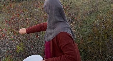 Sezonun son kuşburnuları toplanıyor