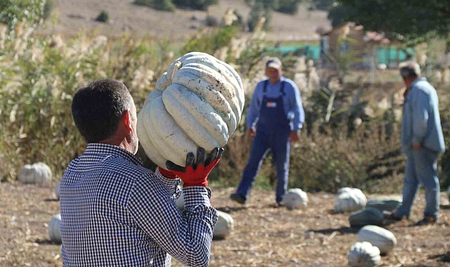 Tarlada 5, 11 kilometre uzaklıktaki pazarda ise 30 liradan satılıyor