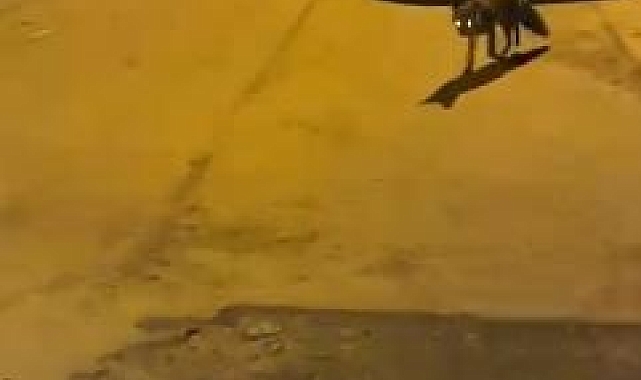 Tilkiden şehir gezintisi
