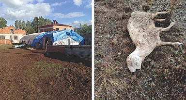 Yazıbaşı köyünde sürüye kurt daldı!
