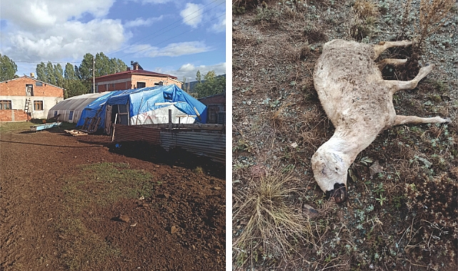 Yazıbaşı köyünde sürüye kurt daldı!