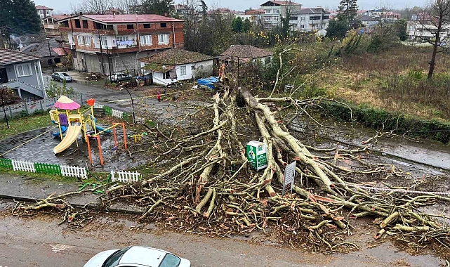 Anıt ağaç, fırtınada yıkıldı