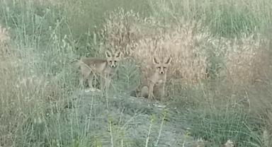 Annelerinin yiyecek getirmesini beklediler