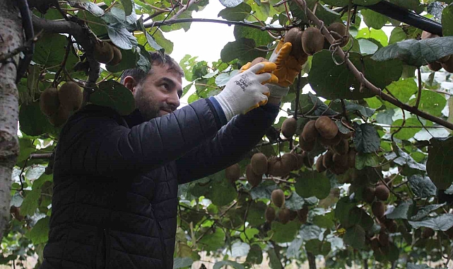 Çarşamba Ovası'nda kivi hasadına başlandı
