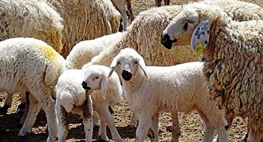 Destekleme için son tarih 2 Aralık