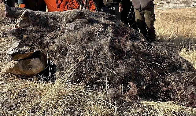 Elazığ'da avcılar 300 kiloluk domuz avladı