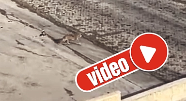 Esentepe mahallesinde ilginç kovalamaca!