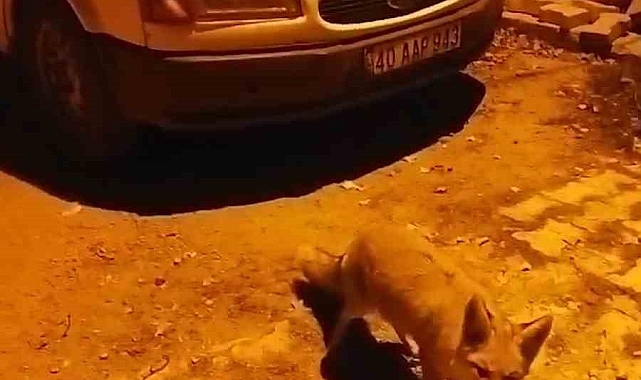 Gümüşhane'de tilkiler köyün maskotu oldu