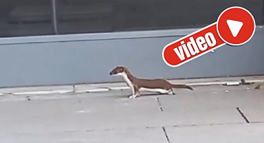 Merkezde nadir görülen gelincik, hareketleriyle gülümsetti