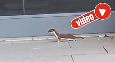 Merkezde nadir görülen gelincik, hareketleriyle gülümsetti