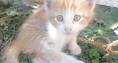 Sokak hayvanlarını unutmayalım!