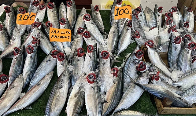 Tezgahın en ucuz balığı palamut oldu