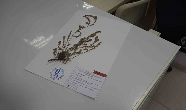 Türkiye'de yeni bir bitki türü keşfedildi