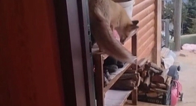 Yayla evinin davetsiz misafiri...