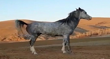 Atıyla kurduğu dostluk hayran bıraktı