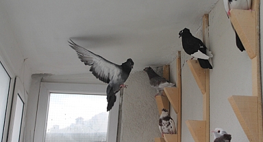 Bayburt güvercini, en değerli türler arasında