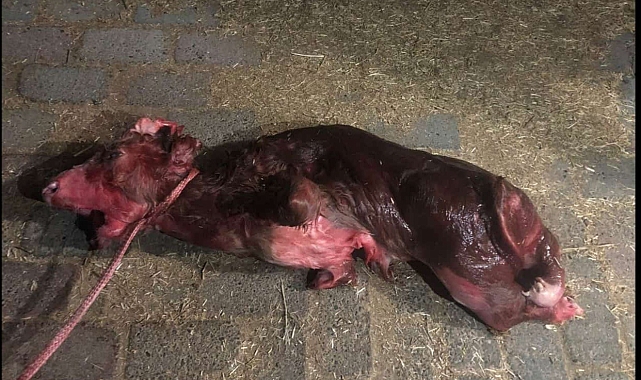 Elazığ'da dünyaya gelen buzağı ilginç görüntüsüyle şaşırttı