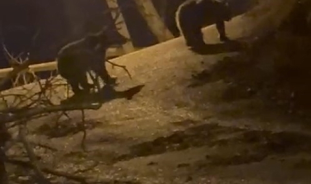 Gümüşhane'de aç kalan tilkiden sonra aç kalan ayılar da şehre indi