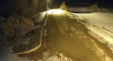 Kurtlar o köyü mesken edindi
