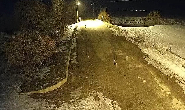 Kurtlar o köyü mesken edindi