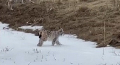 Nesli tükenme tehlikesi altında!