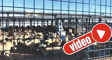 Barınakta iyileştirme çalışması