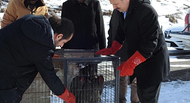 Kara Akbaba tedavisinin ardından yeniden doğada