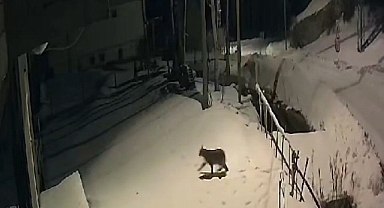 Kırmızı listedeki vaşak güvenlik kamerasında