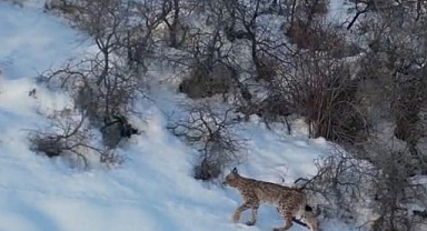 'Ormanın hayaleti vaşak' Bayburt'ta drone kamerasıyla görüntülendi