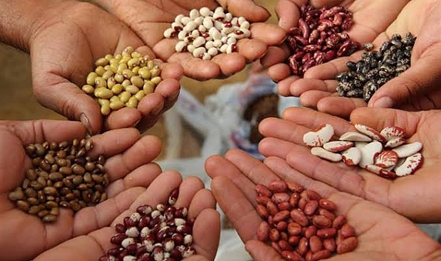Sertifikalı tohum müracaatları başladı