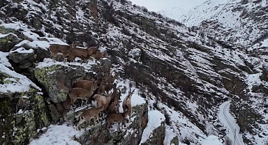 Sürü halinde gezen dağ keçileri drone kamerasıyla görüntülendi